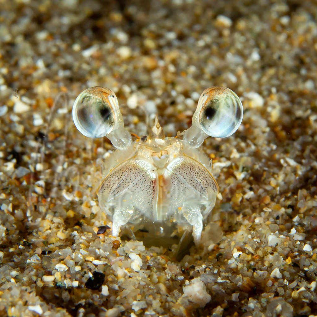 Penaeus kerathurus | Furcchengarnele - Realisiert mit Pictrs.com