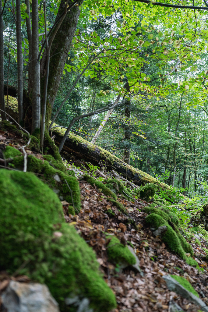 ZD250916095520-2 | Fotoshop von zweidimensional Fotografie. Ihr Fotograf im Aargau. Abzüge von Ihrem Fotobox Event bestellen.Abzüge von Ihrem Hochzeit bestellen.Abzüge von Ihrem Schulfotograf bestellen.