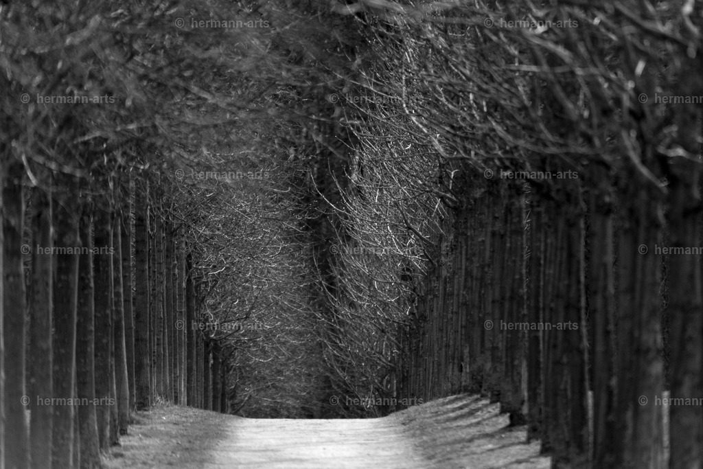 Trees_fine_Art_0060 | Photo Foto Kunst Art schwarzweiss Bilder Rheine Münster Berlin Blumen 