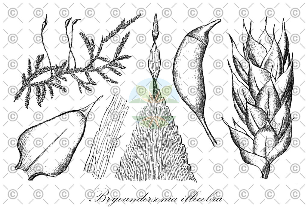 HistAbb_wfo-0000791889_1_ENZY_Simple | Historische Abbildung von Bryoandersonia illecebra - Brachytheciaceae | Historical Illustration of Bryoandersonia illecebra - Brachytheciaceae