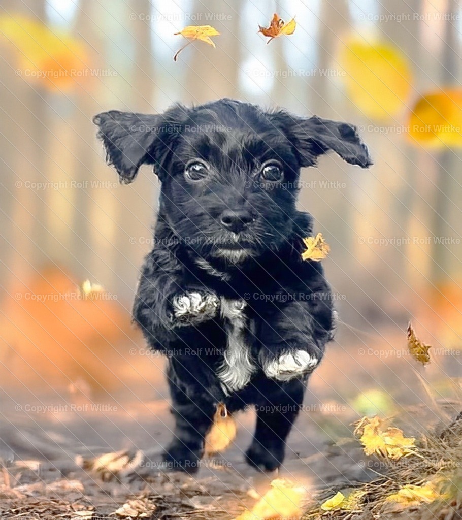 charlie | Havanese Welpe beim ersten Spaziergang - Realisiert mit Pictrs.com