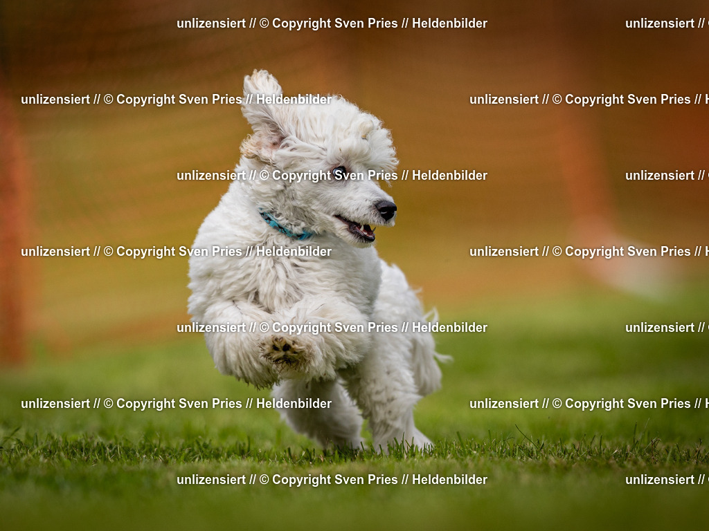 Sven Pries | 2024-09-22 - Hunderennen Baden-BadenPudelverein - Realisiert mit Pictrs.com