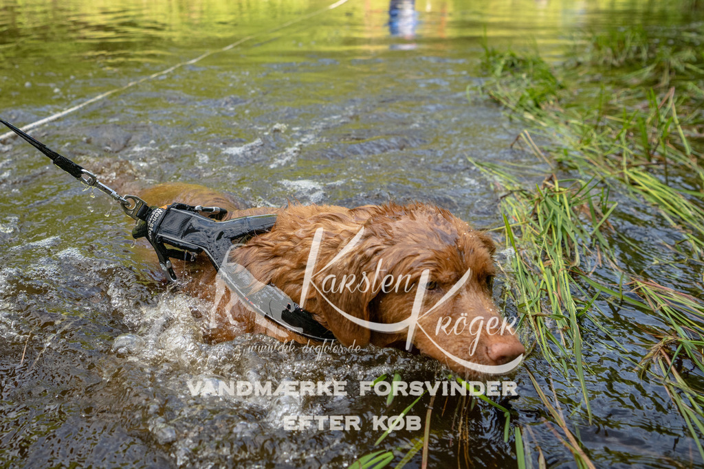 0938DKK9_ZZ92206 | kk-dogfotos