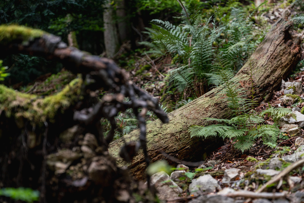 ZD250916095128 | Fotoshop von zweidimensional Fotografie. Ihr Fotograf im Aargau. Abzüge von Ihrem Fotobox Event bestellen.Abzüge von Ihrem Hochzeit bestellen.Abzüge von Ihrem Schulfotograf bestellen.