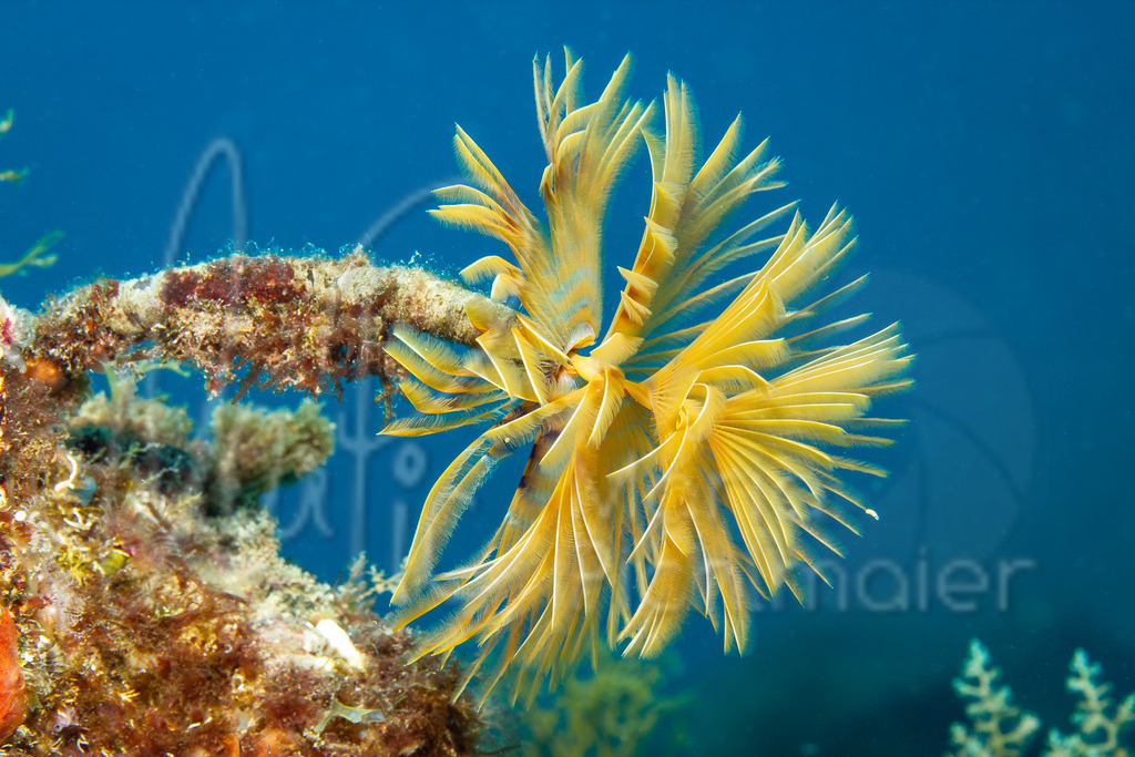 Sabella spallanzanii | Schraubensabelle - Realisiert mit Pictrs.com