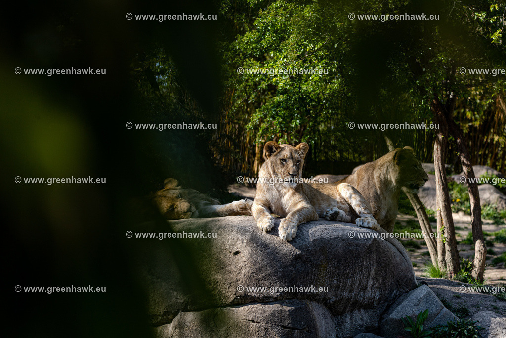 IMG_0141 | Greenhawks Bilder Shop für Landschaften, Urban, Tiere und weiteres als Poster Leinwand oder Fotogeschenk für Ostern Weihnachten oder Geburtstag  - Realisiert mit Pictrs.com