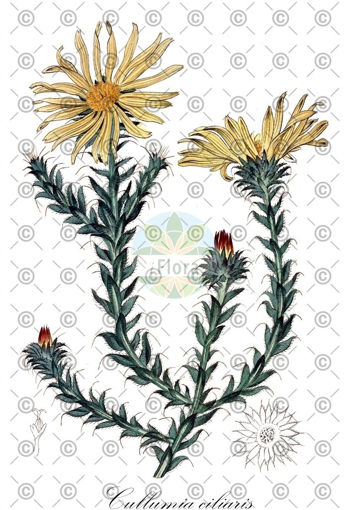 HistAbb_wfo-0000933498_1_ENZY_Simple | Historische Abbildung von Cullumia ciliaris - Asteraceae | Historical Illustration of Cullumia ciliaris - Asteraceae