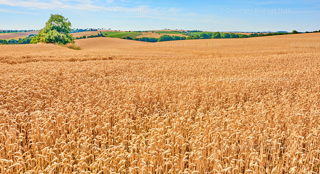 Die Kornkammer Sachsens _Lommatzscher Pflege__ Blick in Richtung Niederjahna | Bedeutsame Landschaften Deutschlands - Realisiert mit Pictrs.com