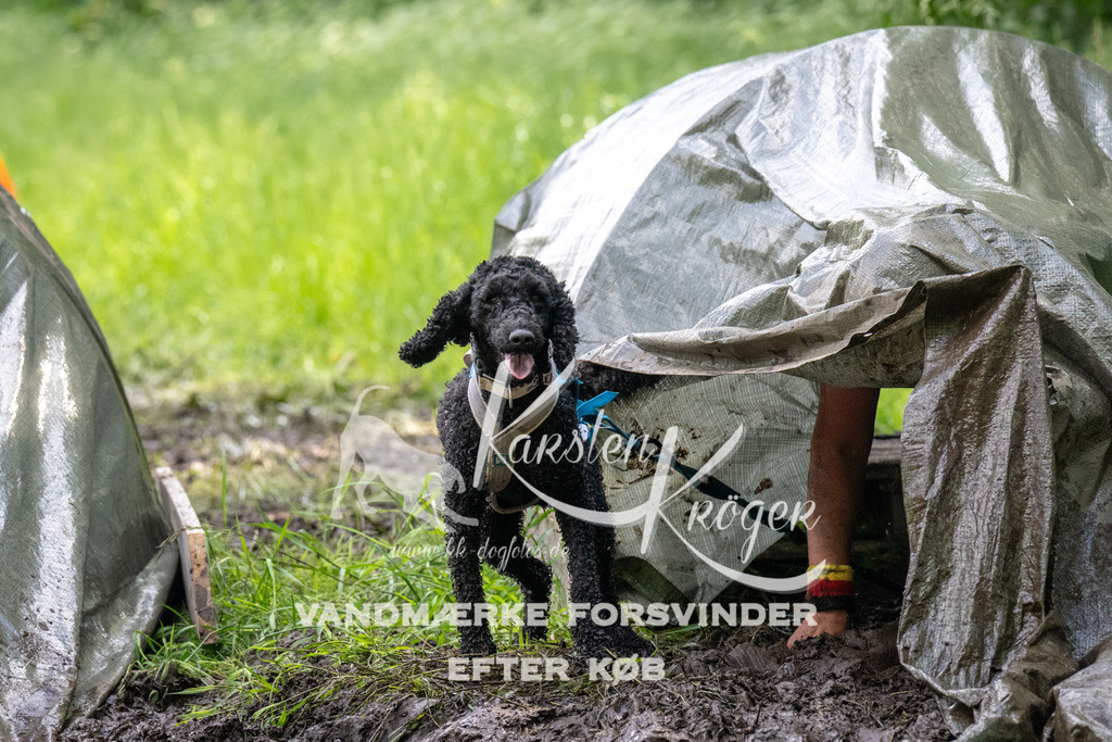 1222_ZZ91964 | kk-dogfotos