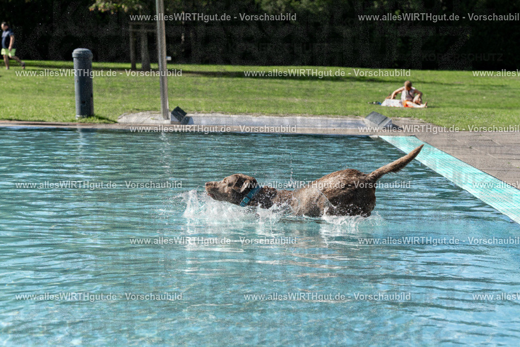 Hundeschwimmen_Volksbad_2026-allesWIRTHgut_Tierfotografie-2609061534-FAY07286 | Professionelle Tierfotografie in Mönchengladbach von Daniel Wirth (allesWIRTHgut). Liebevolle & natürliche Bilder von Hunden & Katzen für unvergessliche Erinnerungen.