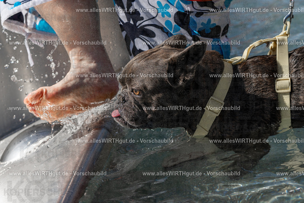 Hundeschwimmen_Volksbad_2026-allesWIRTHgut_Tierfotografie-2609061411-FAY06913 | Professionelle Tierfotografie in Mönchengladbach von Daniel Wirth (allesWIRTHgut). Liebevolle & natürliche Bilder von Hunden & Katzen für unvergessliche Erinnerungen.