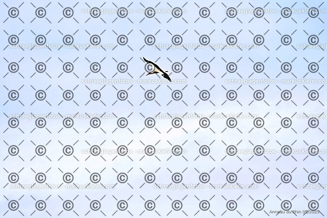 25bt02-0337 | markuskiefer.com - Realisiert mit Pictrs.com