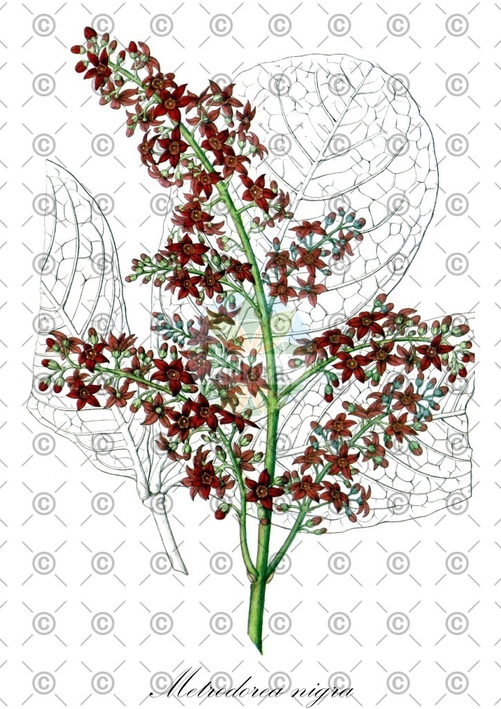 HistAbb_wfo-0000242653_1_ENZY_Simple | Historische Abbildung von Metrodorea nigra - Rutaceae | Historical Illustration of Metrodorea nigra - Rutaceae