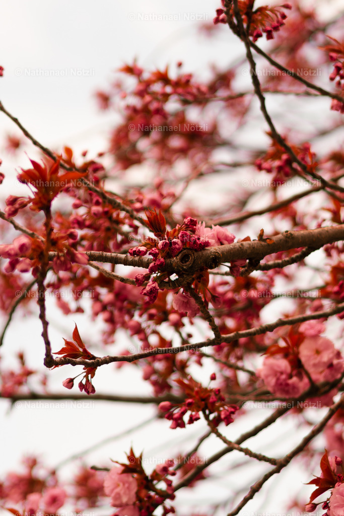 DSC04535 | Nathanael Nötzli - Realisiert mit Pictrs.com