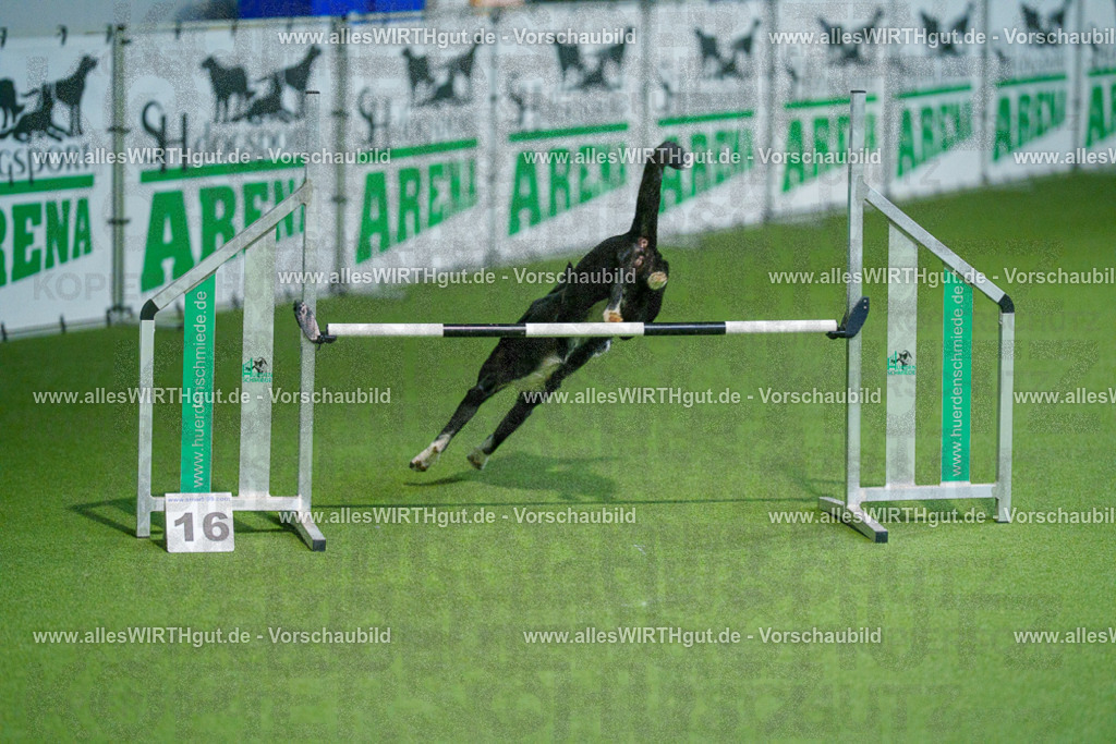 @allesWIRTHgut_Tierfotografie - www.allesWIRTHgut.de - 2604250813-7R505824 | Professionelle Tierfotografie in Mönchengladbach von Daniel Wirth (allesWIRTHgut). Liebevolle & natürliche Bilder von Hunden & Katzen für unvergessliche Erinnerungen.