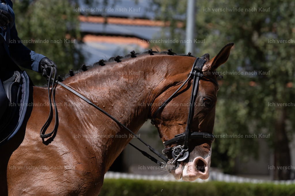 WS_DR_59_sinafilmart_IN02904 | working equitationturnier fotograf videograf stoibphotography marixx film working equitation deutschland reitsport turnierfotografie eventfotografie equestrian events