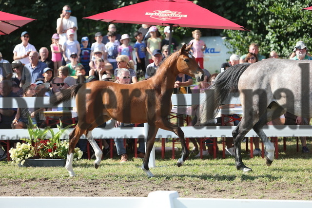 Fohlenmarkt_Riedlingen_2024_KN_15_Curikala (1) | Alle Fotos der Reiterjournal Fotografin Doris Matthaes im Reiterjournal Online-Fotoshop. - Realisiert mit Pictrs.com