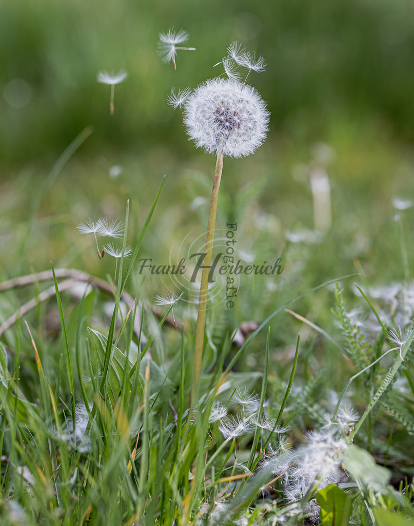 _X0A0123-Editbeaf | Frank Herberich Fotografie, Frank Herberich, Fotografie, Hochzeit, Portrait, St. Peter Ording, Ording, Westerhever, Nordsee, Frank Fotografie, Hardheim,  Odenwald,Walldürn, Band,Eventfotografie - Realisiert mit Pictrs.com
