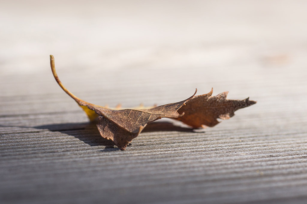 Dürres Blatt | im Herbst. - Realisiert mit Pictrs.com