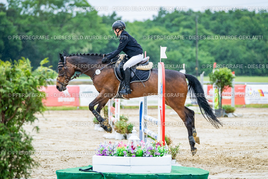 DSC01421 | Pferdegrafie