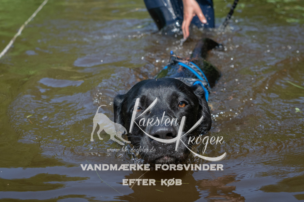 1140DKK990831 | kk-dogfotos