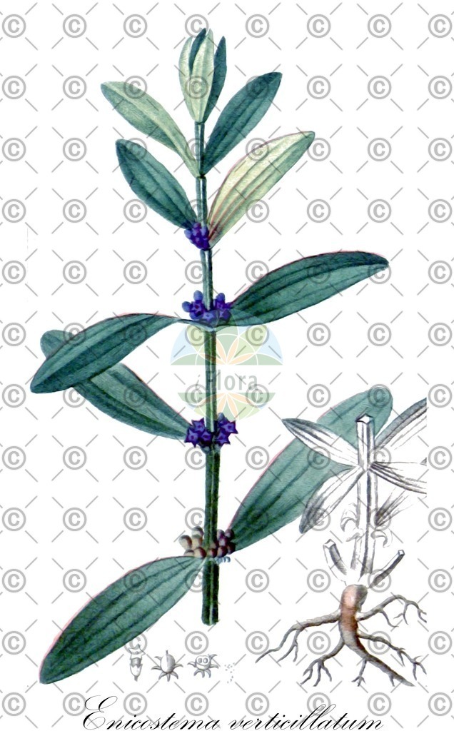 HistAbb_wfo-0000867152_1_ENZY_Simple | Historische Abbildung von Enicostema verticillatum - Gentianaceae | Historical Illustration of Enicostema verticillatum - Gentianaceae