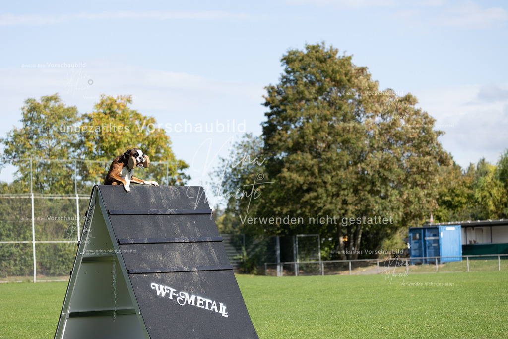 _16A6973 | Einzigartige Fotos von Hunden & Menschen –Actionfotos, Portraits, Vereinsaufnahmen & Paarshootings – authentisch, lebendig & mit Herz.