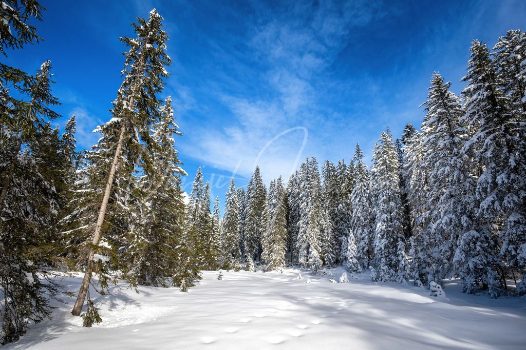 Brunschkopf | Auf dem Weg zum Brunschkopf