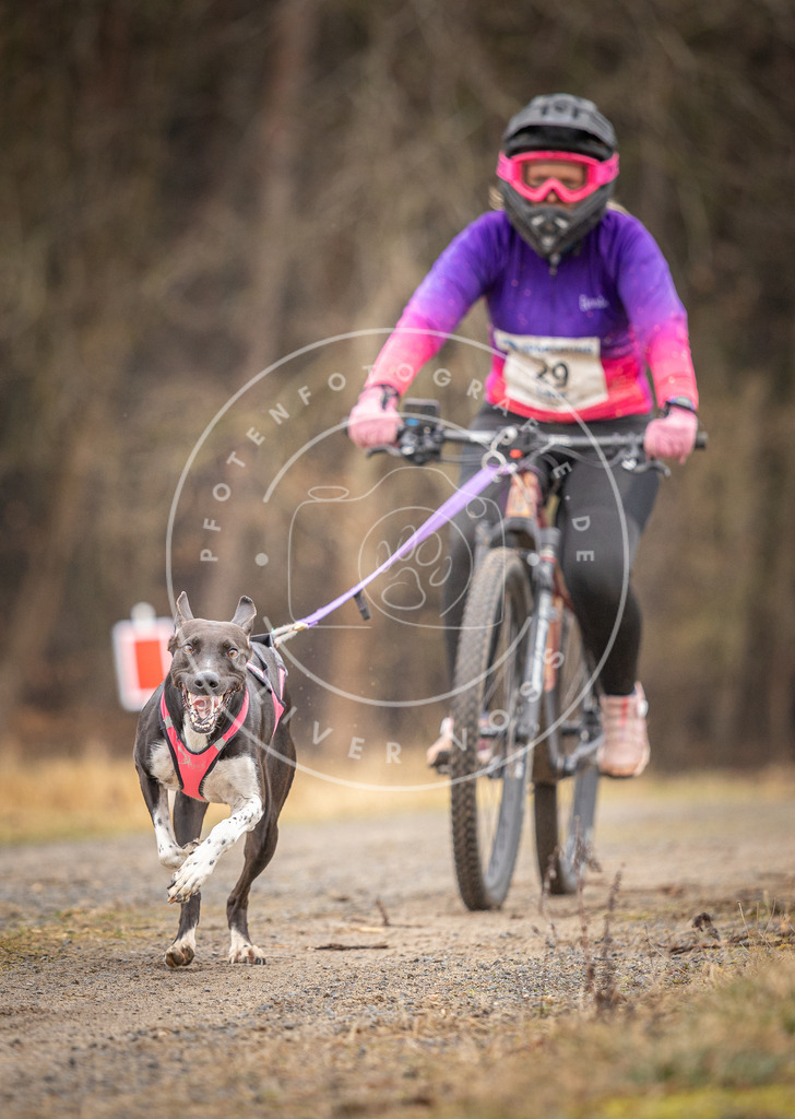 DV3A3286 | Hundefotografie, Tierfotograf, Pfotenfotografie, Fotoshooting Hund, Hunde Portrait, Hundesport, Hundeportraits, Heideshooting, Hunde, Sportfotograf, Hundefotograf, Turnierhundsport, THS,  - Realisiert mit Pictrs.com