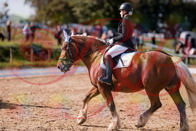 2026_10_03_Siefer-Hof_130215_Z81_55767717 | Professionelle Reitsport-, Turnier- und Eventfotografie von Robert Broda. Galerien mit ausgewählten und bearbeiteten Bildern direkt online ansehen und bestellen.