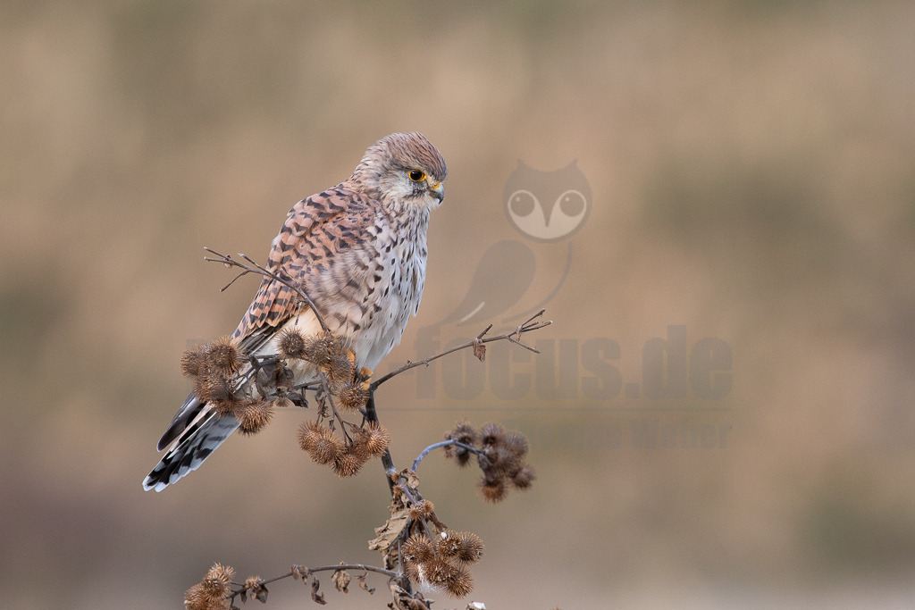 20180916185013 | Der Turmfalke ist der am häufigsten vorkommende Falke Mitteleuropas. Der Öffentlichkeit ist er relativ vertraut, da er sich auch Städte und Stadträume als Lebensraum erobert hat und öfter beim „Rüttelflug“ zu beobachten ist - Realisiert mit Pictrs.com