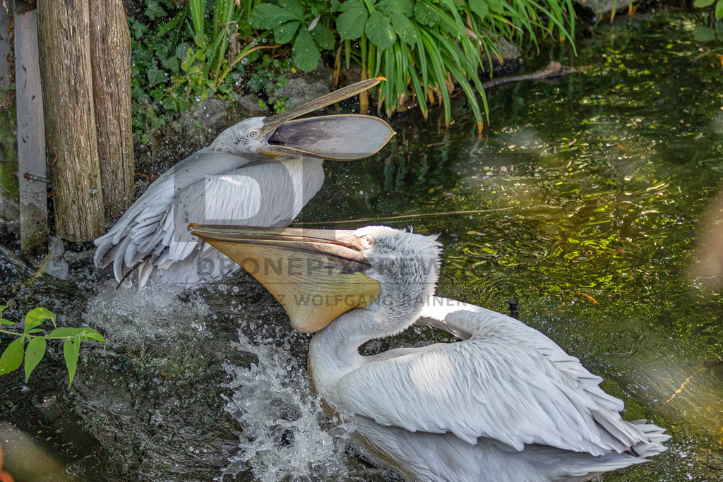 Pelikan am Wasser | Ein majestätischer Pelikan ruht auf einem Baumstamm am Wasser, umgeben von Schilf. Wildlife- und Naturfotografie in voller Schönheit. - Realisiert mit Pictrs.com
