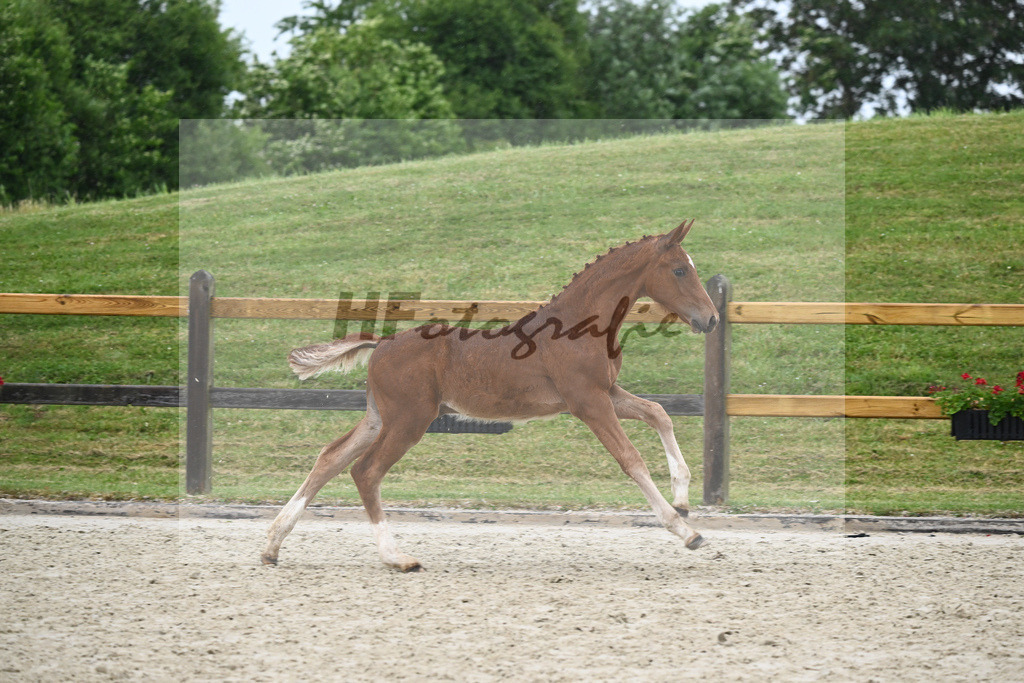 Kat-Nr. nn HF Vitalis_Kopp_17231440 | hf-fotografie - Realizzato con Pictrs.com