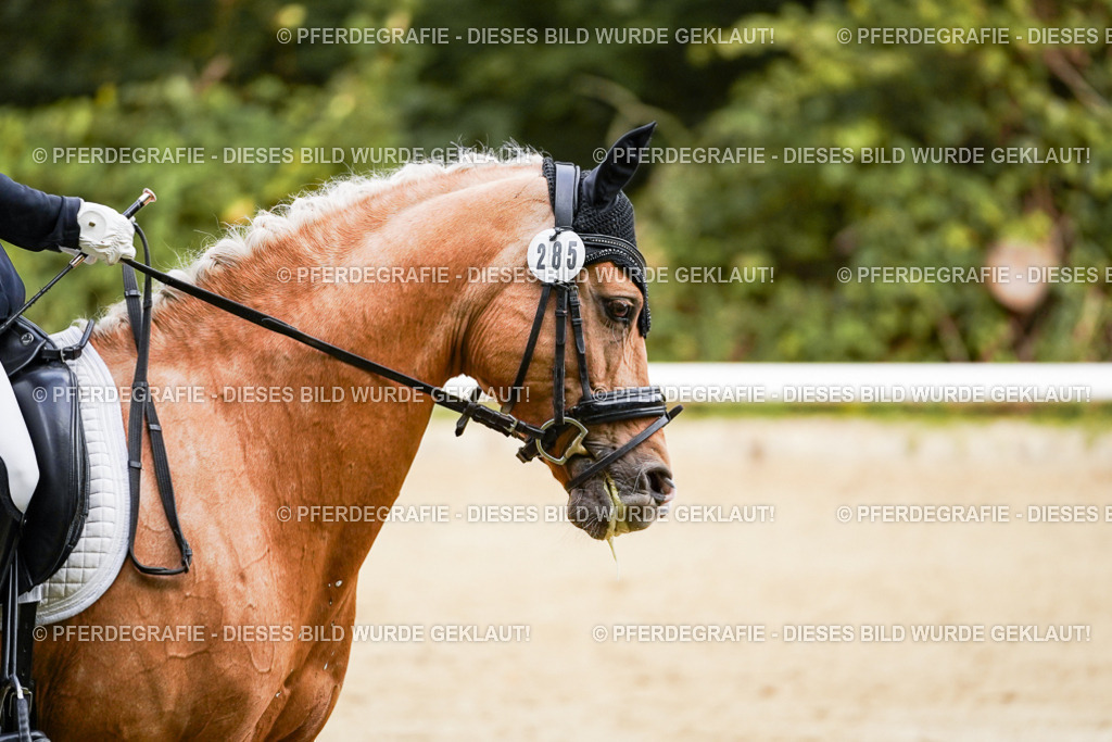 DSC09174 | Pferdegrafie