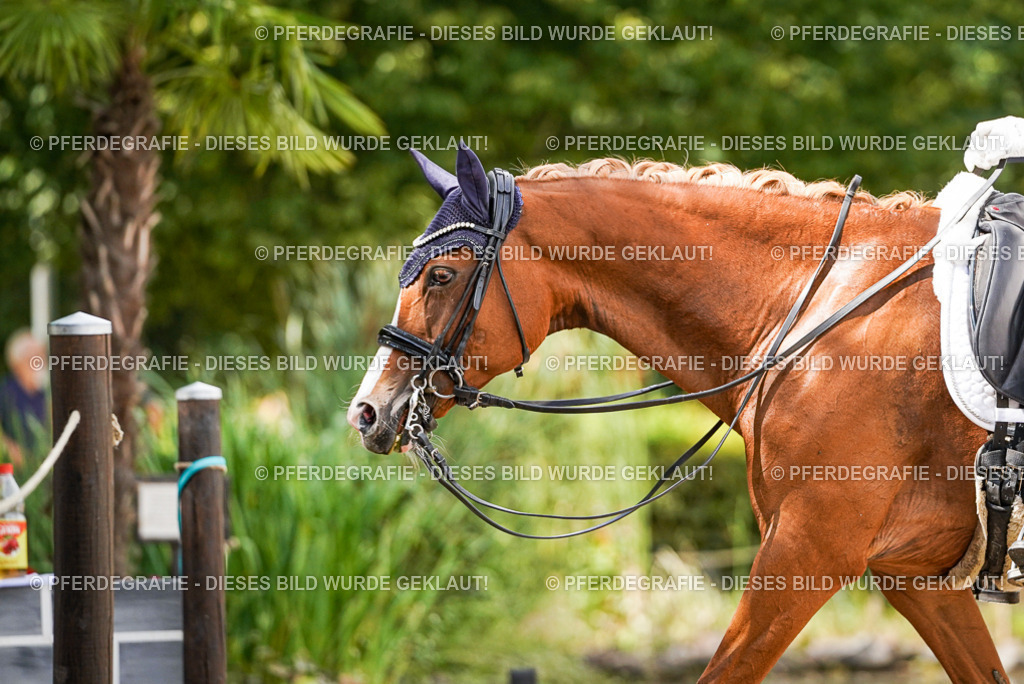 DSC06266 | Pferdegrafie