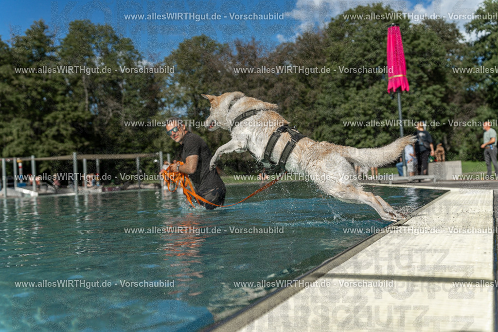 Hundeschwimmen_Volksbad_2026-allesWIRTHgut_Tierfotografie-2609061545-7R501805 | Professionelle Tierfotografie in Mönchengladbach von Daniel Wirth (allesWIRTHgut). Liebevolle & natürliche Bilder von Hunden & Katzen für unvergessliche Erinnerungen.