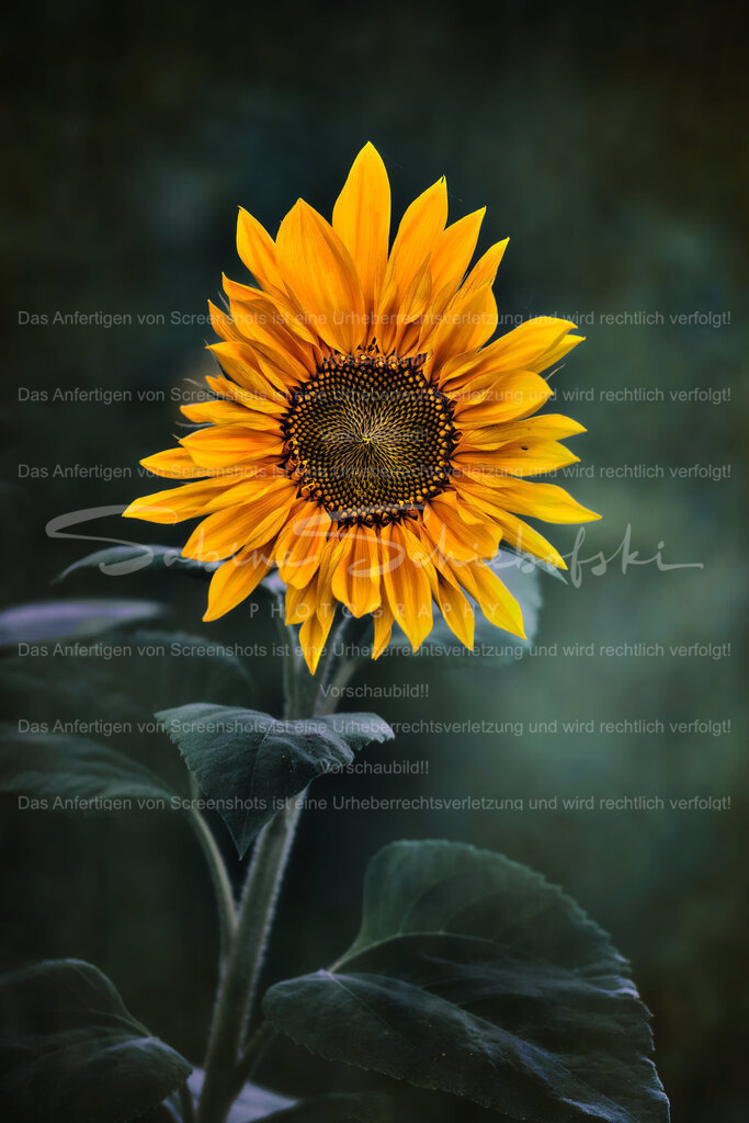 Wandbild "Sonnenblume" unsymetrisch | People- und Tierfotografie, Imageaufnahmen, Veranstaltungsfotografie und Wandbilder aus der Natur ★ Made in Germany ✔️ Druck + Downloads ✔️ Naturfotografie in Top Qualität ★ schneller Versand, weltweite Lieferung! - Realisiert mit Pictrs.com