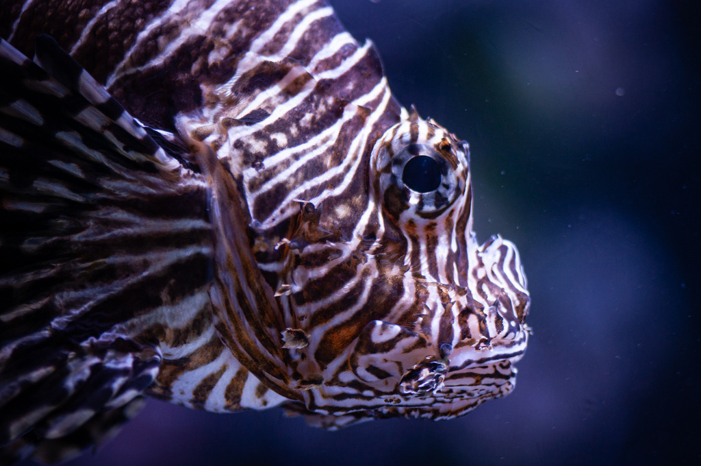 DSC_0662 | kaefersammler_roy - Realisiert mit Pictrs.com