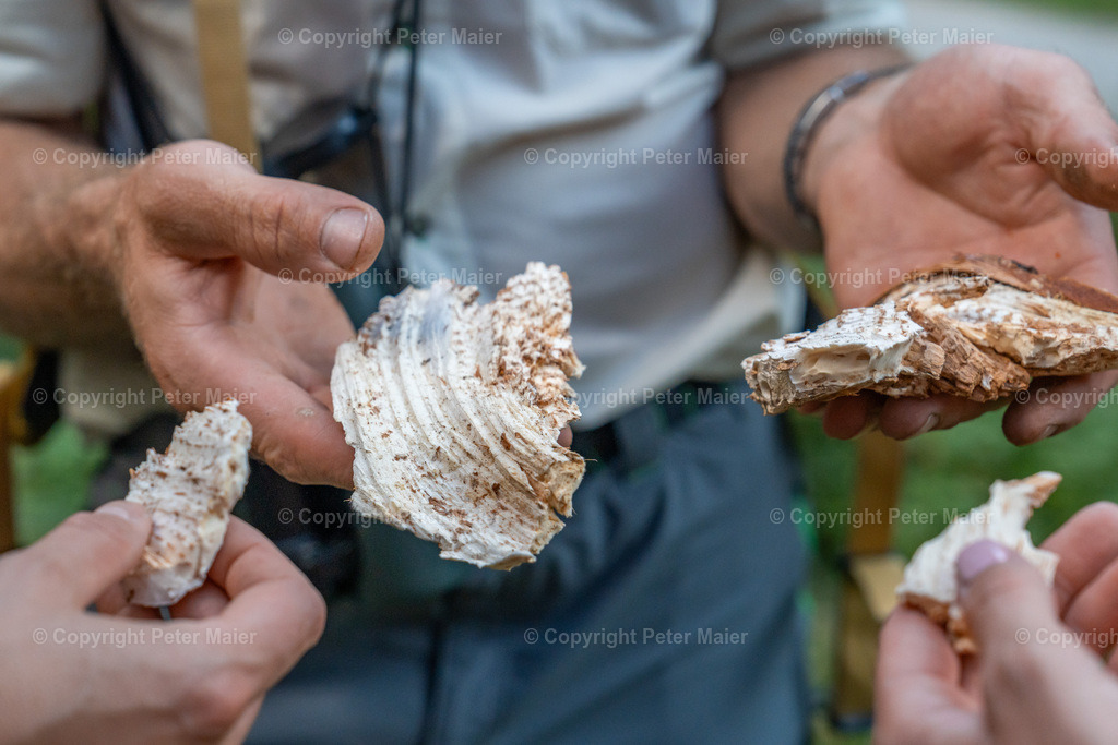 Wildtierbeobachtung_Oberhaus_Erlebnisraum_Wald_23_Peter_Maier-271 | piet_flosse