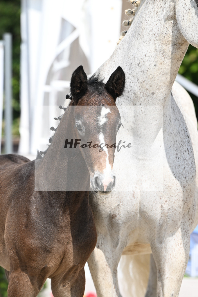 Dia Corrado x Carpalo_HF_Stierle_12250268 | hf-fotografie - Realisiert mit Pictrs.com