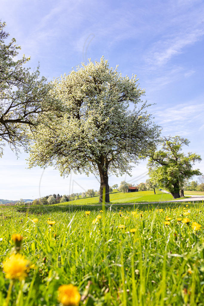 Birnbaumblüte an der Moststraße | Ihre Fotografin im Lungau, ihre Fotografin im Mostviertel, Wandbilder Onlineshop, Imagefotos für Ihr Unternehmen,  - Realisiert mit Pictrs.com