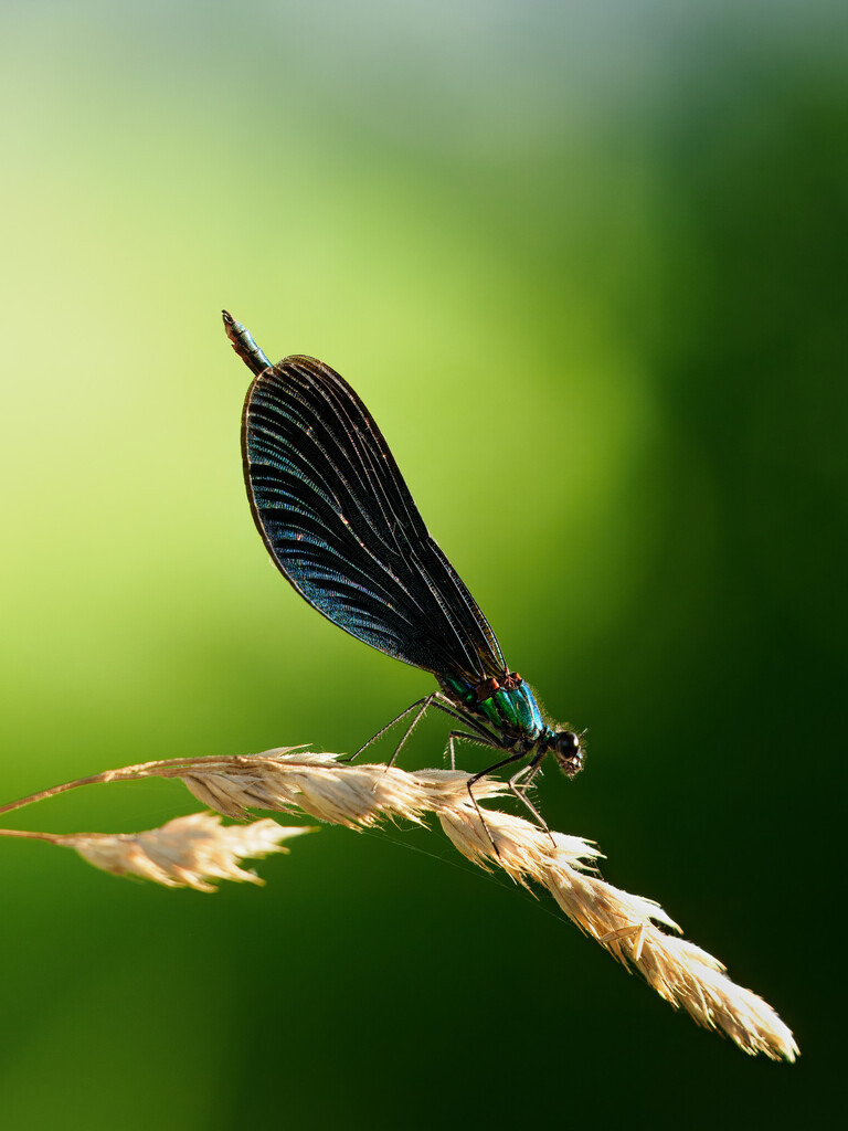 P8150367-topaz-denoiseraw-sharpen | Carismarkus, Fotografie, Lost Places, Urbex, Stilvoll, Akt, Nude, Fine Arts, Adventure, Beauty in decay - Realisiert mit Pictrs.com