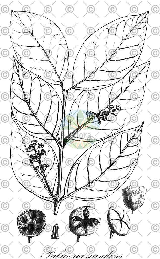 HistAbb_wfo-0000263506_1_ENZY_Simple | Historische Abbildung von Palmeria scandens - Monimiaceae | Historical Illustration of Palmeria scandens - Monimiaceae