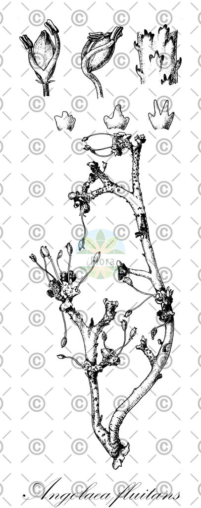 HistAbb_wfo-0000536542_285_ENZY_Simple | Historische Abbildung von Angolaea fluitans - Podostemaceae | Historical Illustration of Angolaea fluitans - Podostemaceae