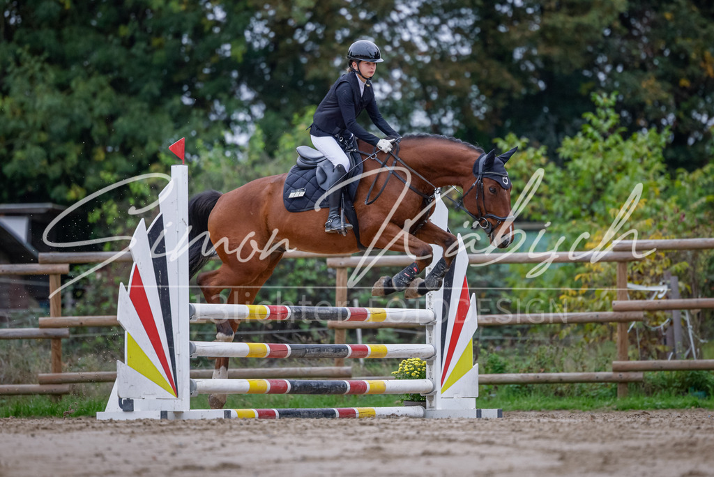 20251012-_3LI3399 | Tierfotografie Pferde, Hunde, Katzen, Haustiere.
Turnierfotografie Reitturniere, Reiten, Springreiten, Dressur in Hanau, dem Main-Kinzig-Kreis und dem Rhein-Main- Gebiet um Frankfurt