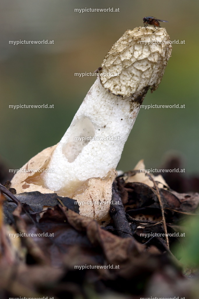 Gemeine Stinkmorchel-007 | Das Bilderarchiv über Tiere, Planzen und Landschaften. In der Bilddatenbank finden Sie ein große Auswahl an hochwertigen Bilder für Ihre Werbung - Realisiert mit Pictrs.com