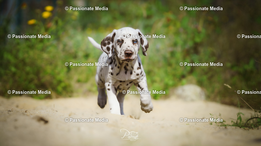 DSC06223 | Passionate Media, dein Fotograf aus Brandenburg, Märkisch Oderland, im Bereich Motorsport, Autos und Motorräder sowie Events und auch Hunde. Shootings oder auch Eventbegleitungen können bei mir gebucht we