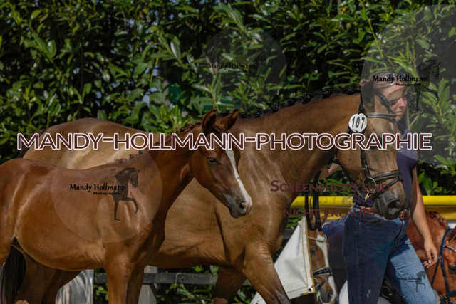 Reitponys-1357 | mandyhollmannphotographie