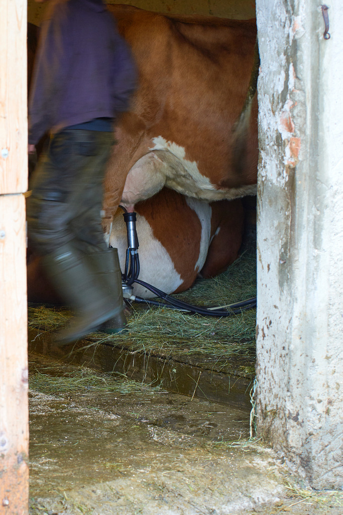 Stalljunge beim Melken | Laterns, Austria - July 26, 2017: Stalljunge beim Melken. - Realisiert mit Pictrs.com