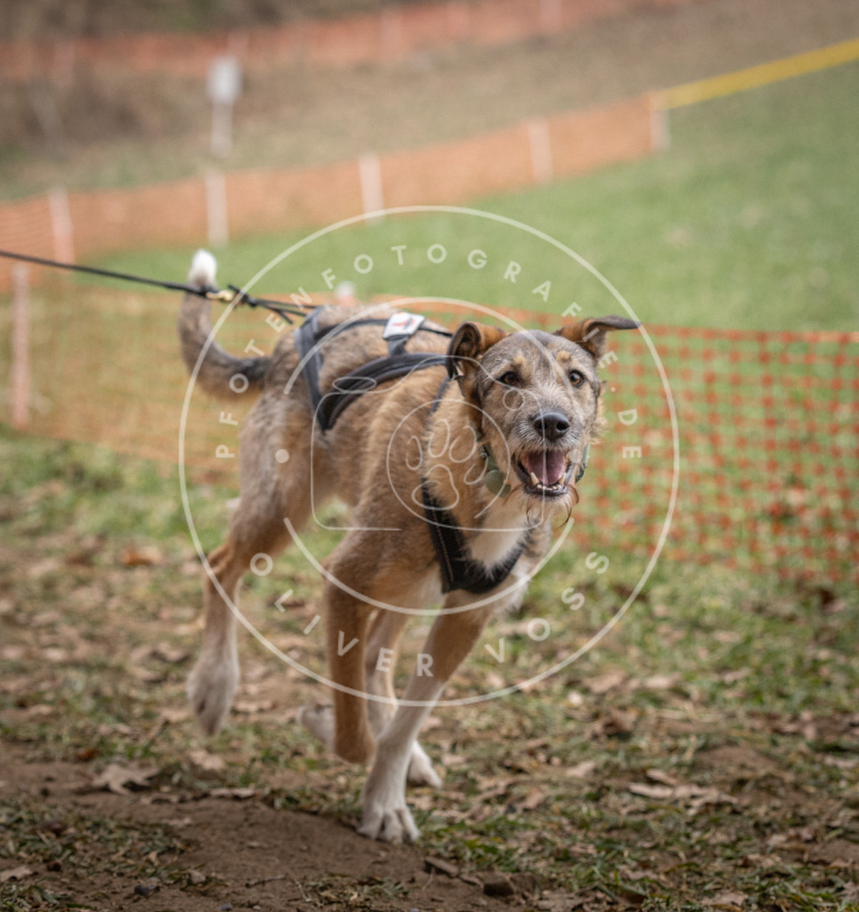 Pfotenfotografie_DV3A6666 | Hundefotografie, Tierfotograf, Pfotenfotografie, Fotoshooting Hund, Hunde Portrait, Hundesport, Hundeportraits, Heideshooting, Hunde, Sportfotograf, Hundefotograf, Turnierhundsport, THS,  - Realisiert mit Pictrs.com